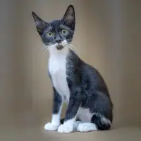 Adopta a Coockie