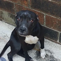 Adopta a Maya