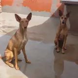 Adopta a Leia Y Amunek