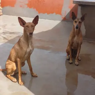 Leia Y Amunek