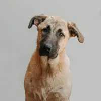 Adopta a Motor