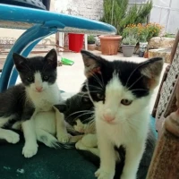Adopta a Sin Nombre