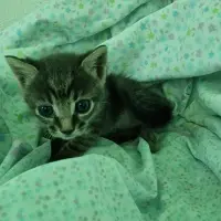 Adopta a Murciélago