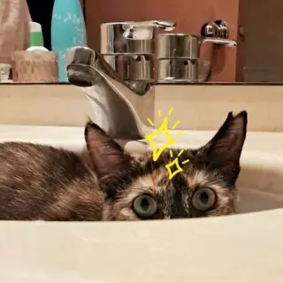 Cholita