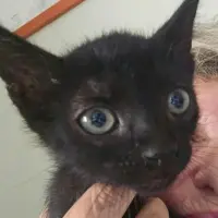 Adopta a Tarik