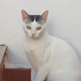 Adopta a Luna