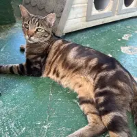 Adopta a Gastón