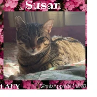 Adopta a Susan