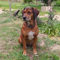 Adopta a Kabi