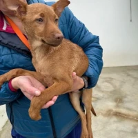 Adopta a Alejandro, Precioso Perrito Tlf 645978718