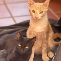 Adopta a Nacho Y Conchita