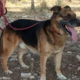 Adopta a Turco