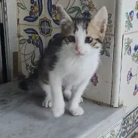 Adopta a Miko