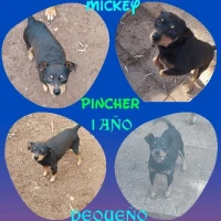 Adopta a Mickey