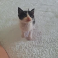 Adopta a Tomas