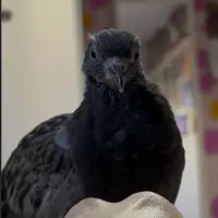 Adopta a Pollo