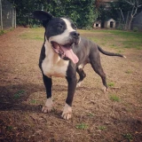 Adopta a Tyson