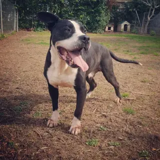 Tyson