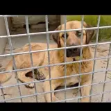 Adopta a Aslan