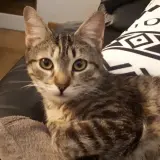 Adopta a Princesa