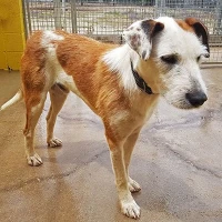 Adopta a Beirut Perrikus