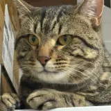 Adopta a Flus