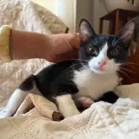 Adopta a Karma