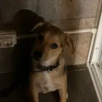 Adopta a Max