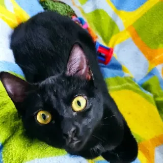 Lola