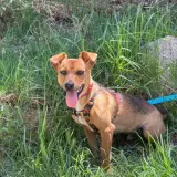 Adopta a Lotus