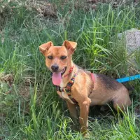 Adopta a Lotus