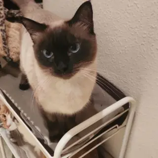 Cleo