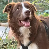 Adopta a Coco