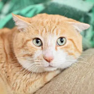 Rufus