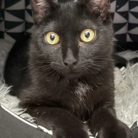 Adopta a Sombra