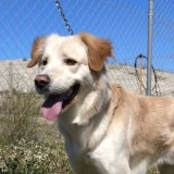Adopta a Bite