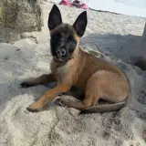 Adopta a Shira