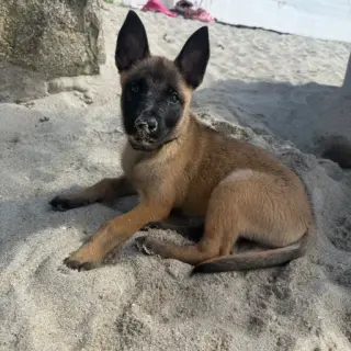 Shira