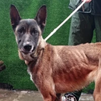 Adopta a Harley Queen