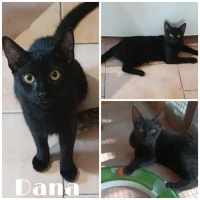 Adopta a Dana