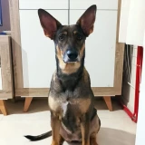 Adopta a Kira