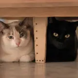 Adopta a Maggi Y Mora