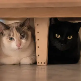 Maggi Y Mora