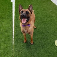 Adopta a Riley