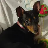Adopta a Tobi