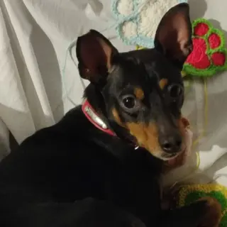 Tobi