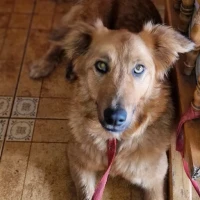 Adopta a Candy