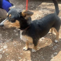 Adopta a Jocker
