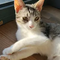 Adopta a Nutella