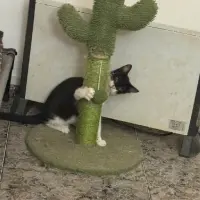 Adopta a Vaquita